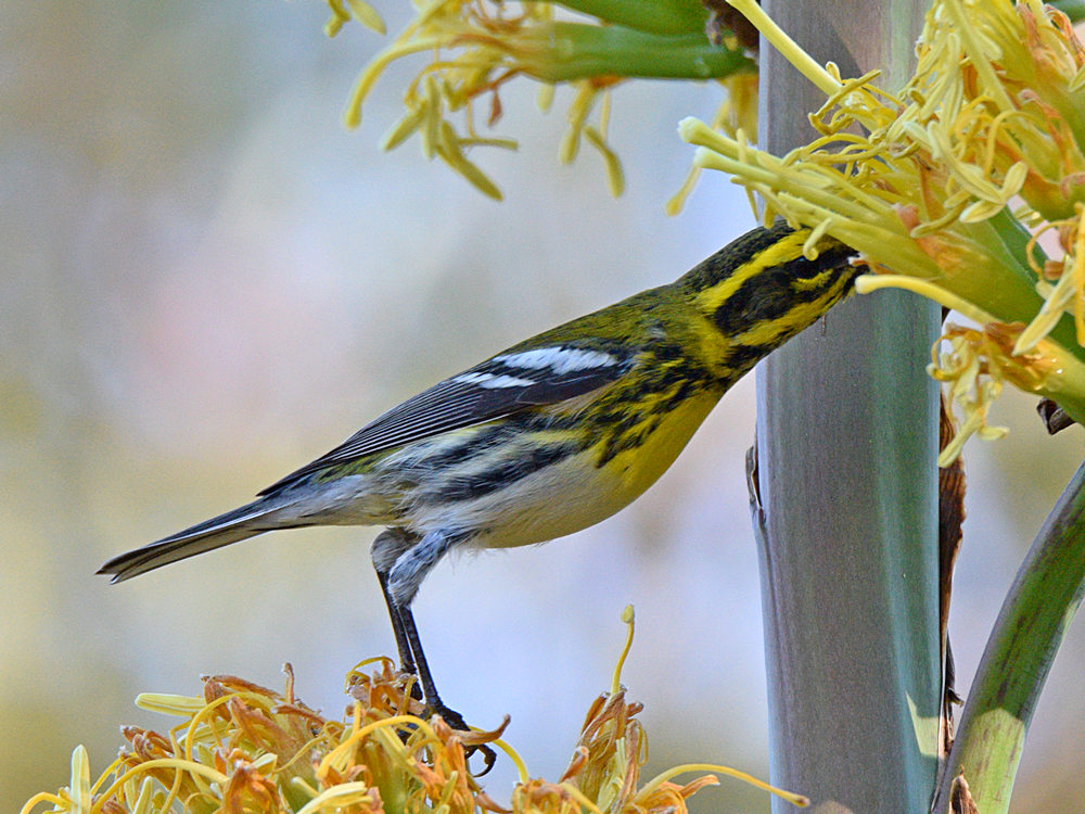 TownsendsWarbler3.jpg
