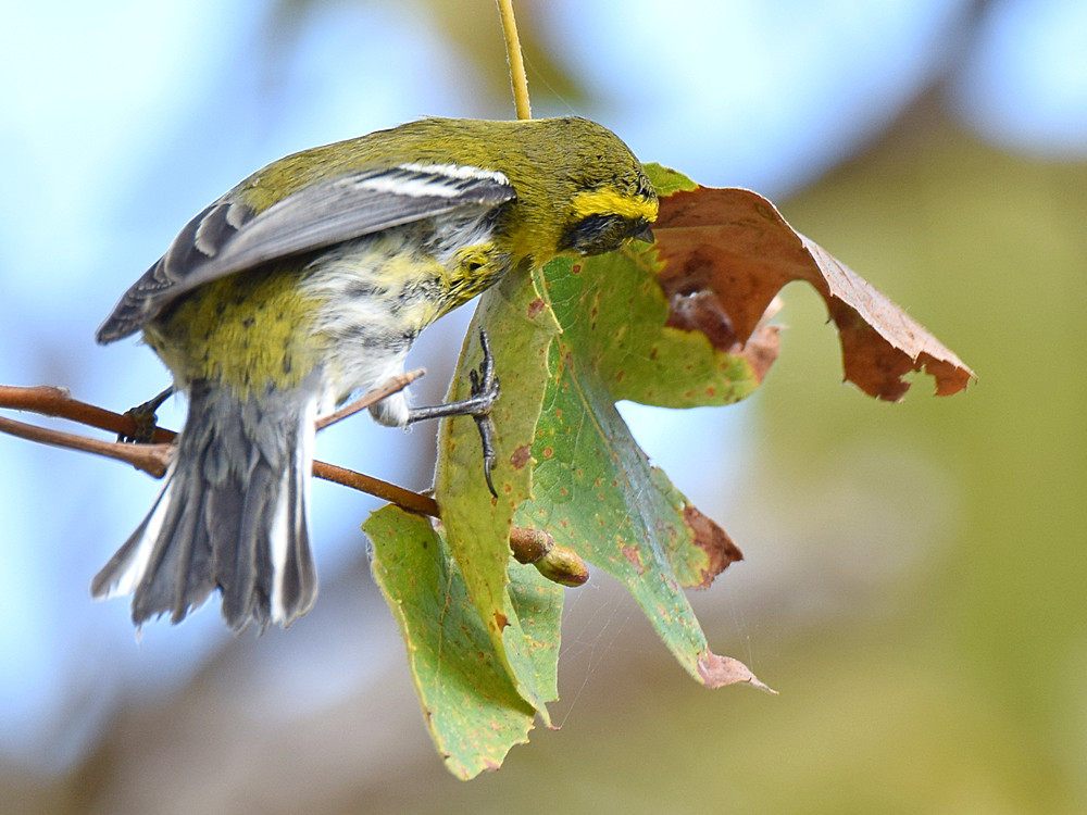 TownsendsWarbler4.jpg