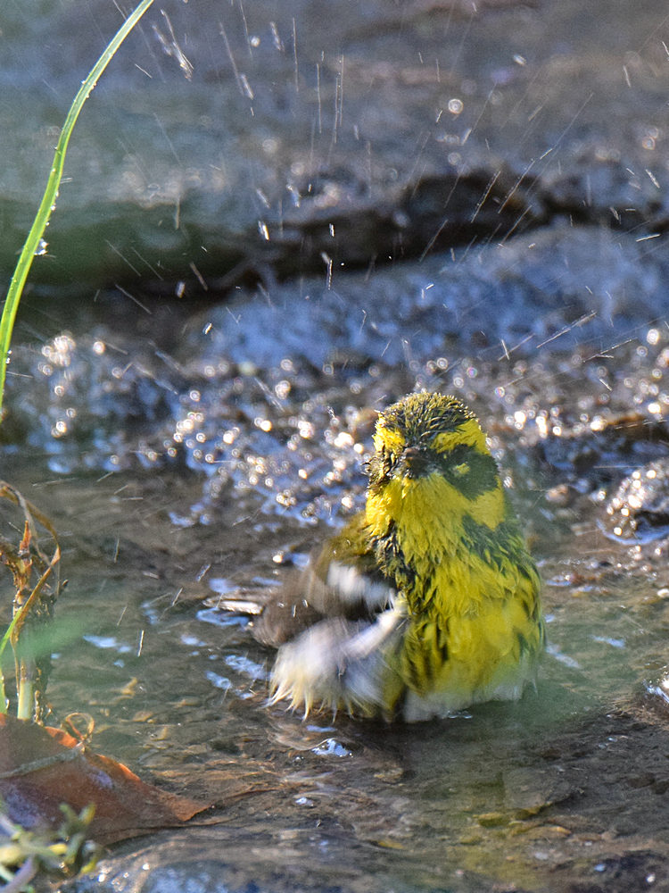 TownsendsWarbler4.jpg