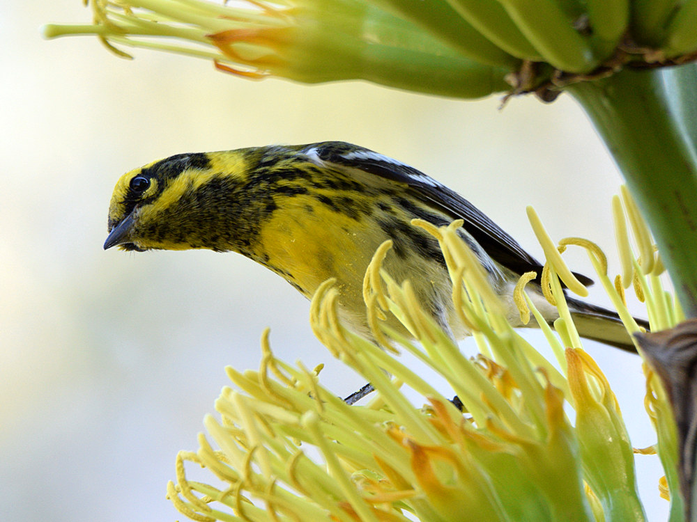 TownsendsWarbler4.jpg