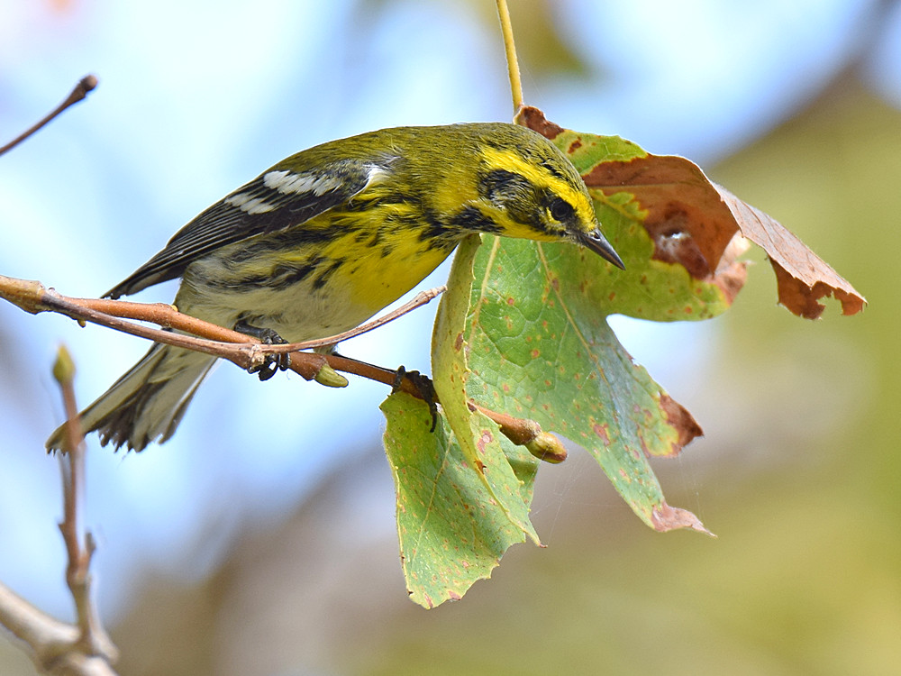 TownsendsWarbler5.jpg