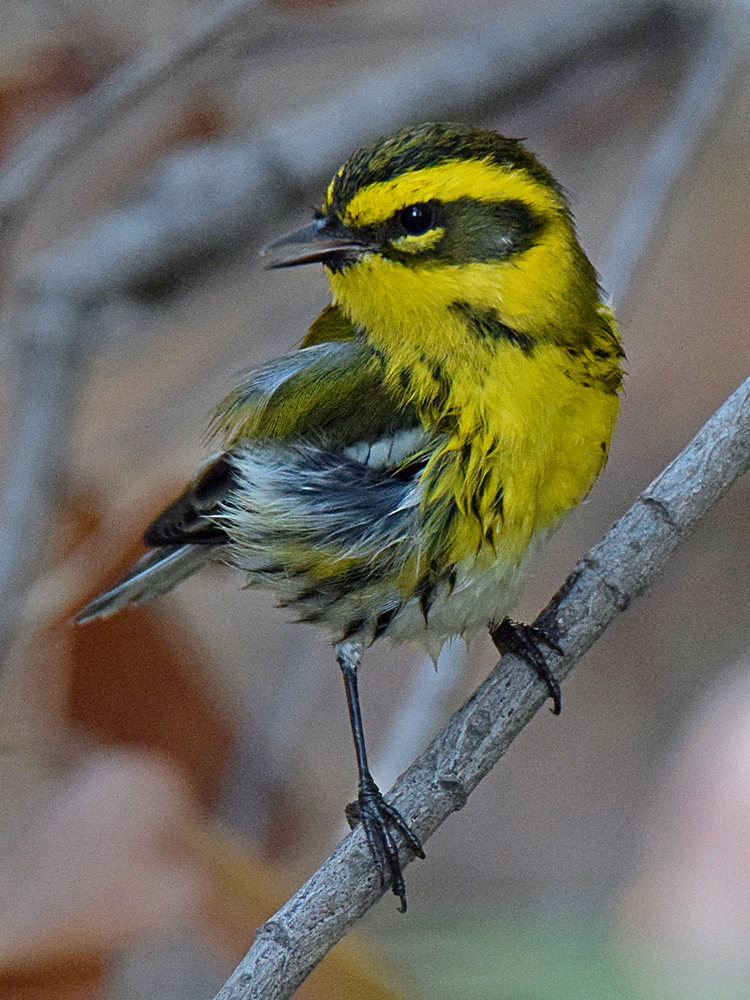 TownsendsWarbler5.jpg