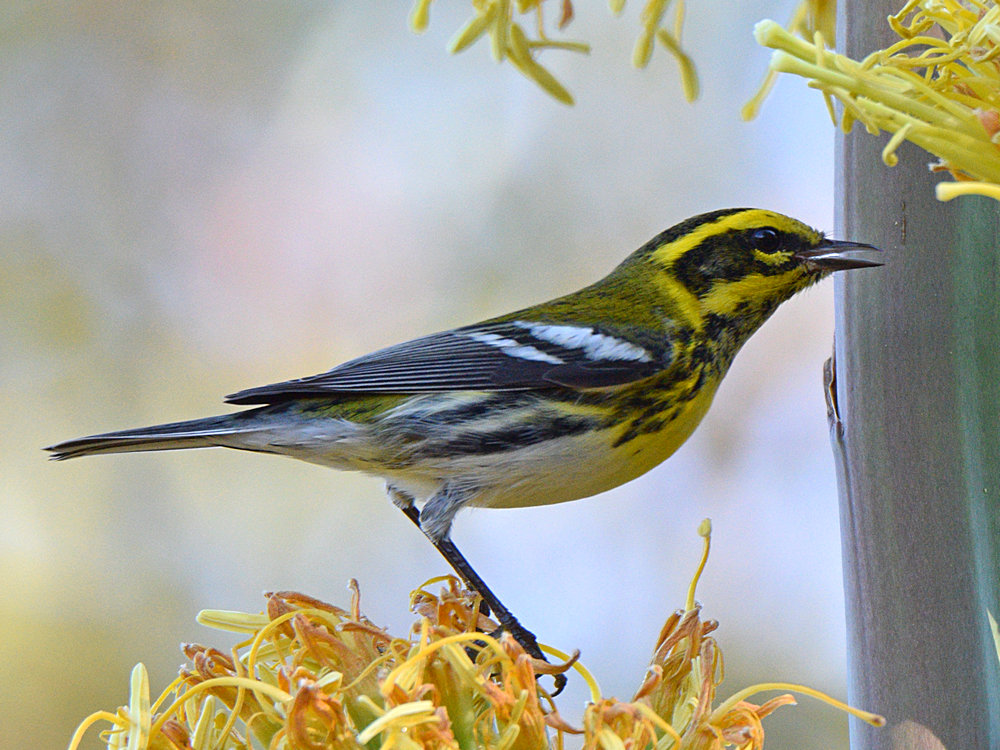 TownsendsWarbler5.jpg