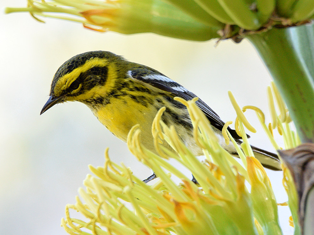 TownsendsWarbler5.jpg