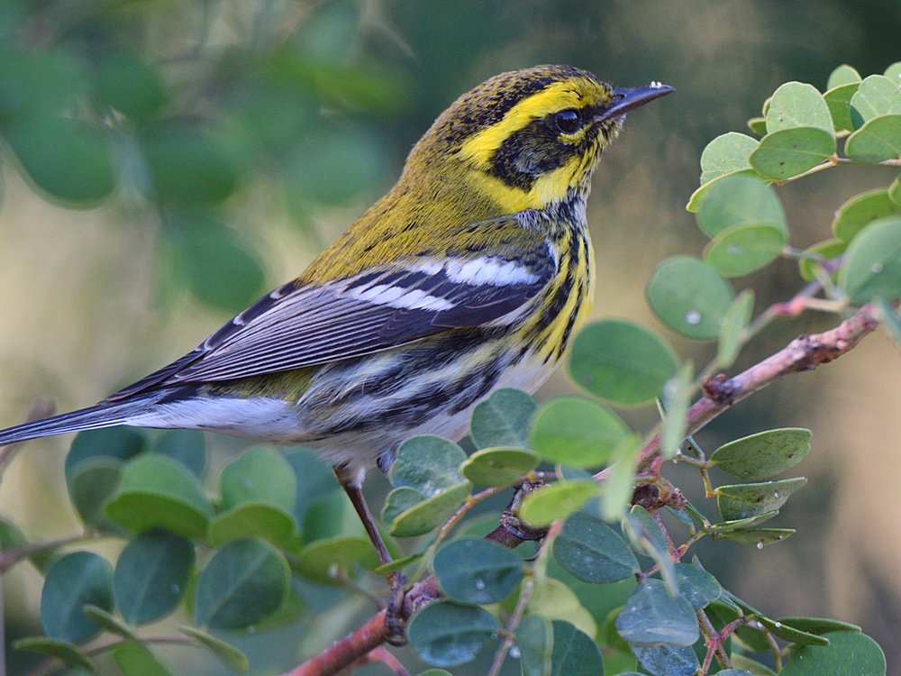 TownsendsWarbler5.jpg