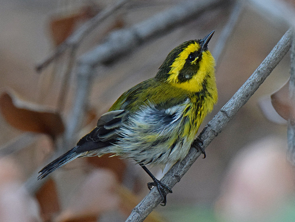 TownsendsWarbler6.jpg