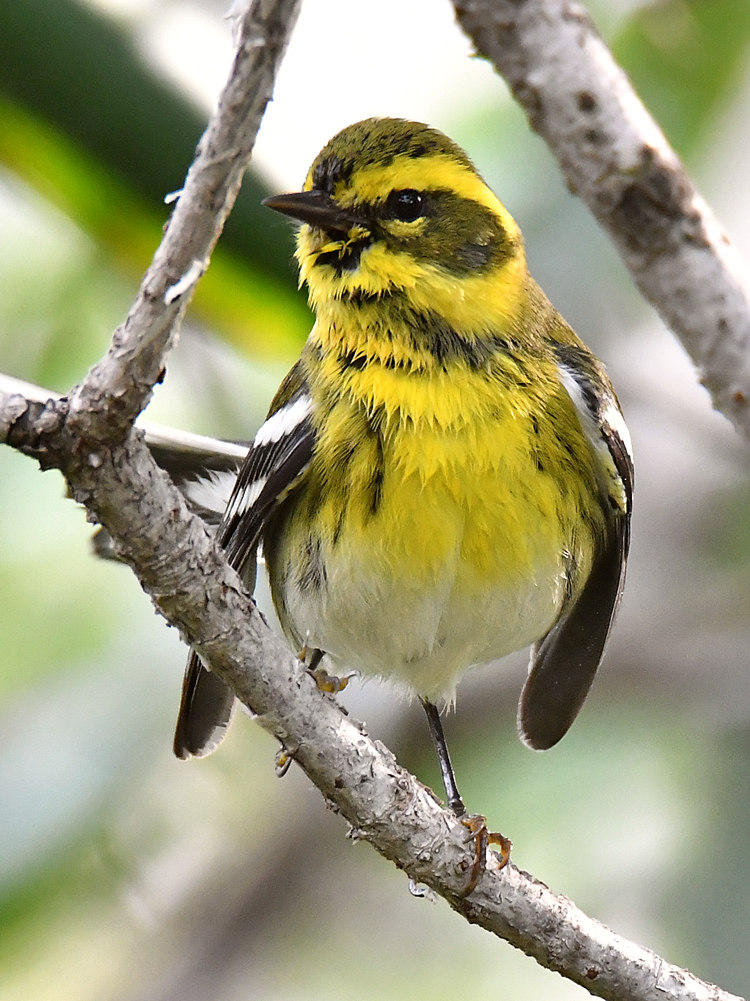 TownsendsWarbler7.jpg