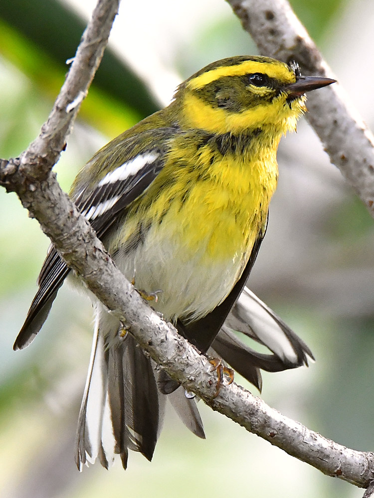 TownsendsWarbler9.jpg