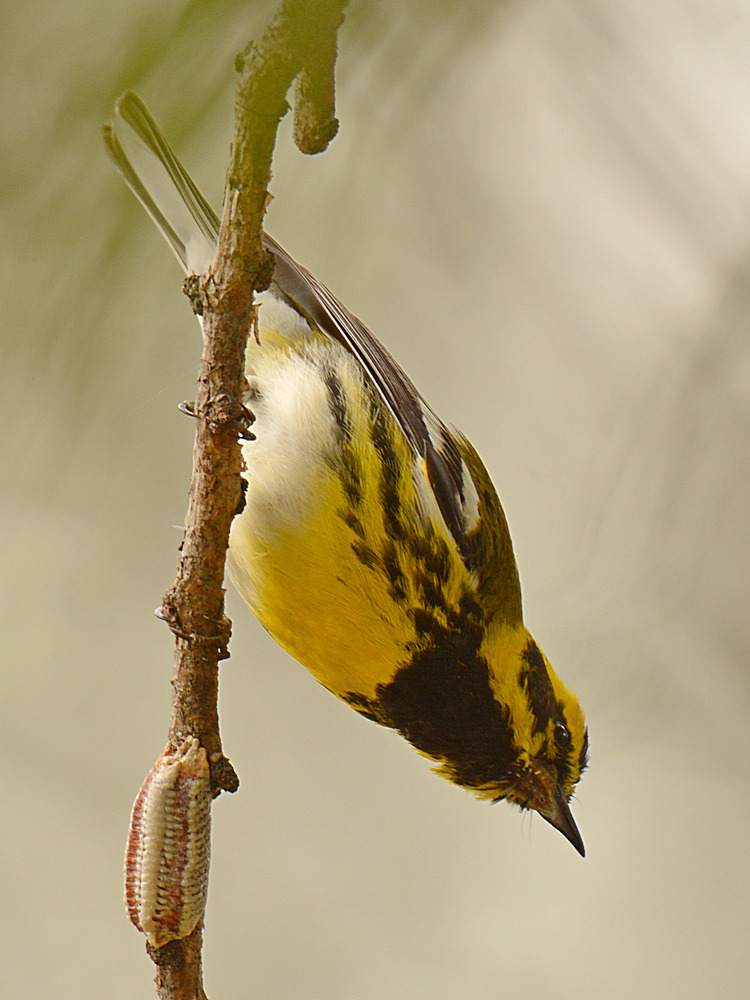 TownsendWarbler.jpg