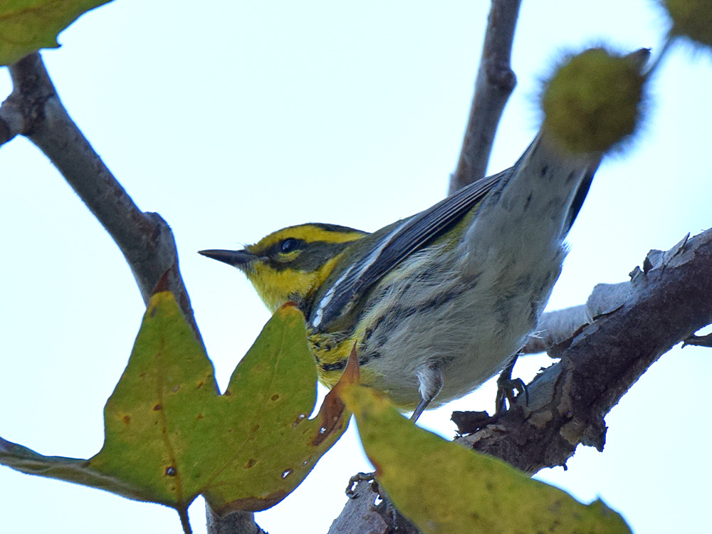 TownsendWarbler.jpg