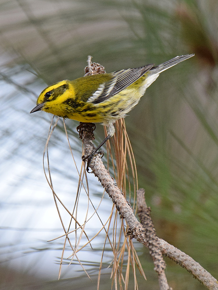 TownsendWarbler.jpg