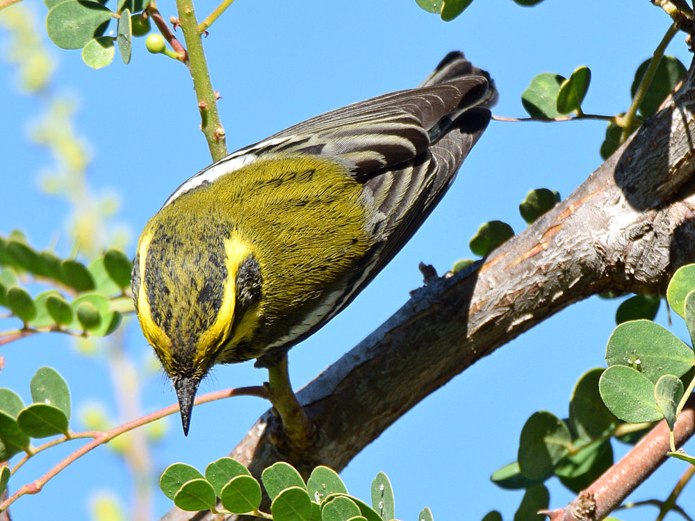 TownsendWarbler.jpg