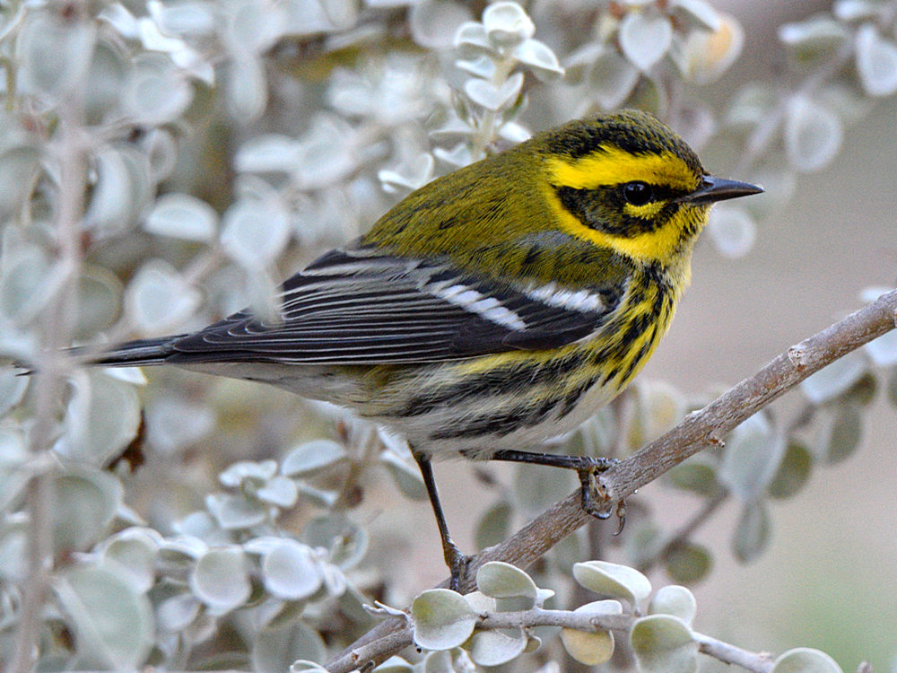 TownsendWarbler.jpg