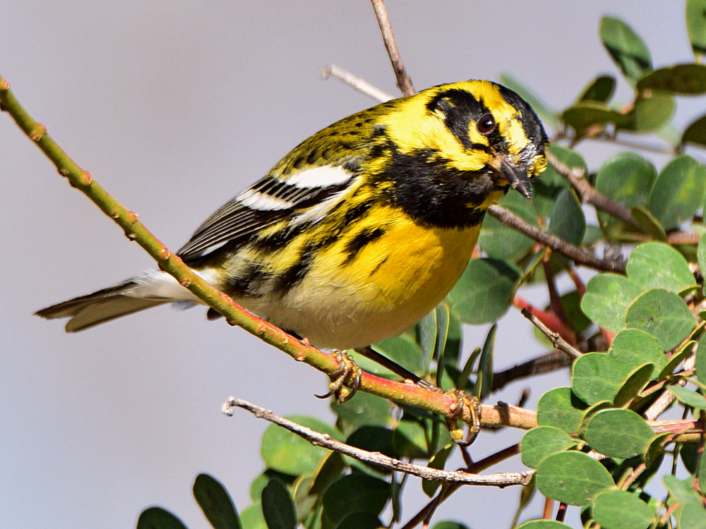 TownsendWarbler.jpg