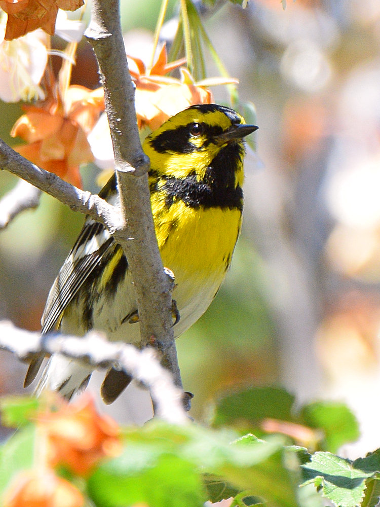 TownsendWarbler.jpg