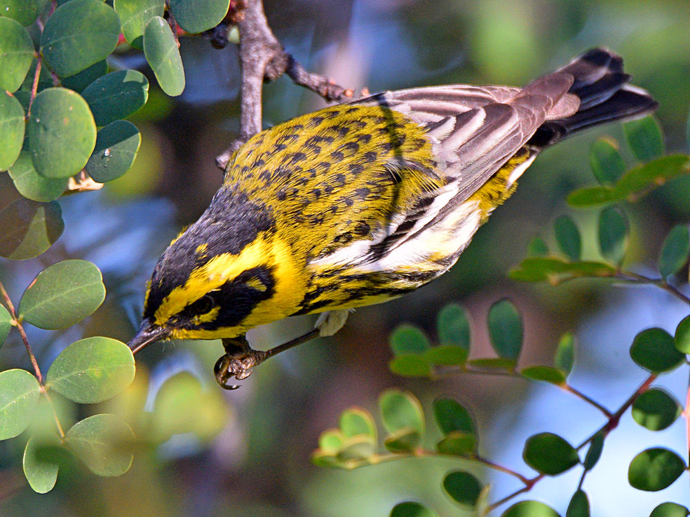 TownsendWarbler.jpg