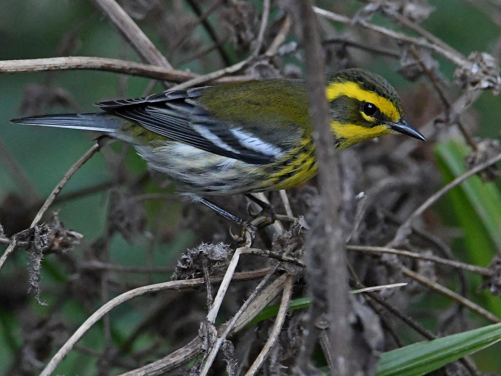 TownsendWarbler.jpg