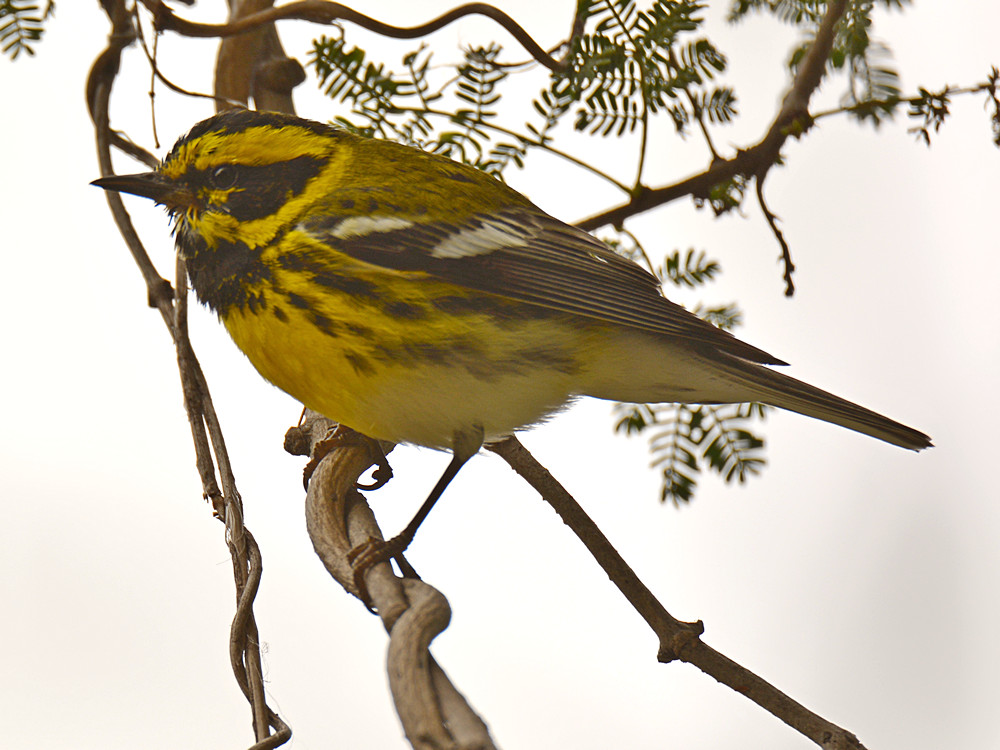 TownsendWarbler2.jpg