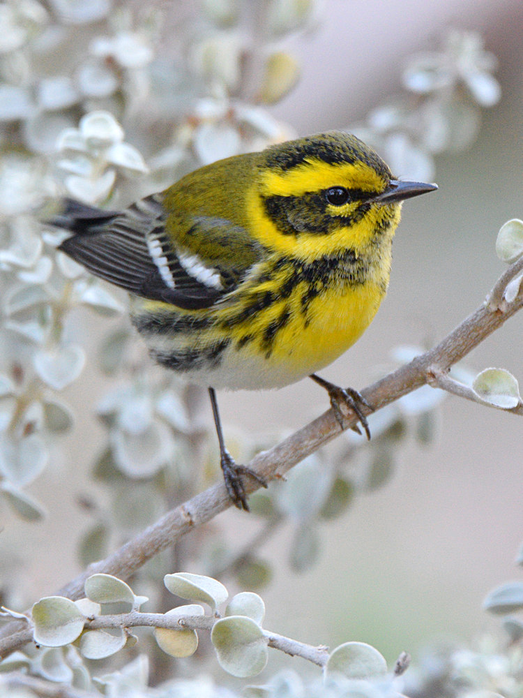 TownsendWarbler2.jpg