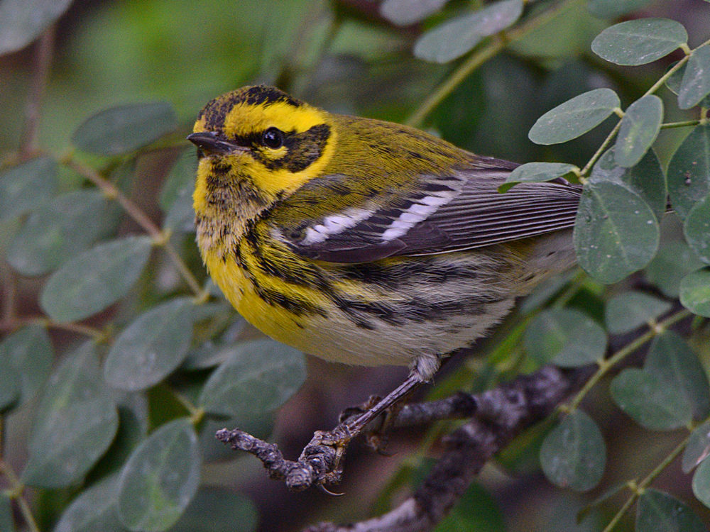 TownsendWarbler2.jpg