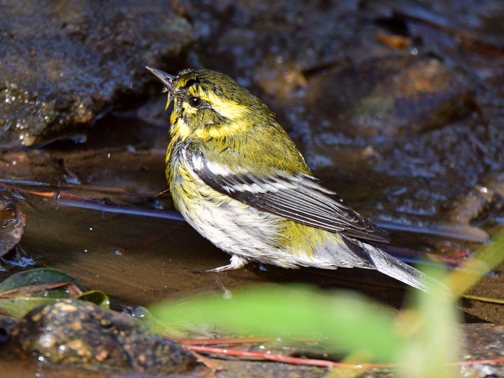 TownsendWarbler2.jpg
