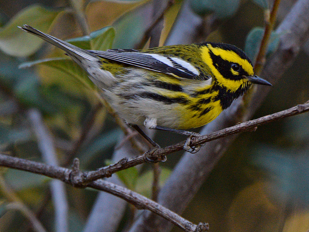 TownsendWarbler2.jpg