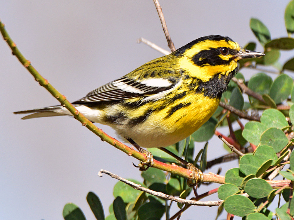 TownsendWarbler2.jpg