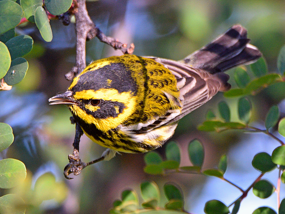 TownsendWarbler2.jpg