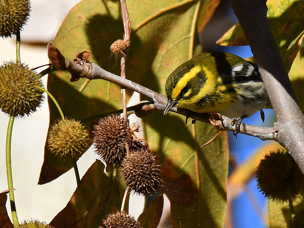 TownsendWarbler2.jpg