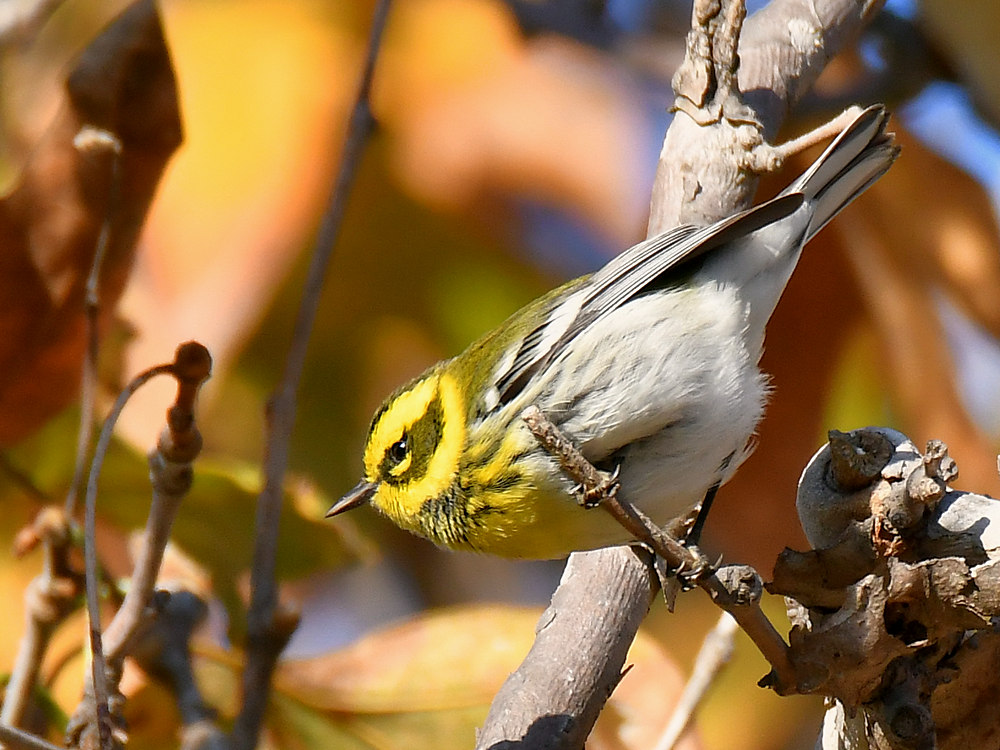 TownsendWarbler2.jpg
