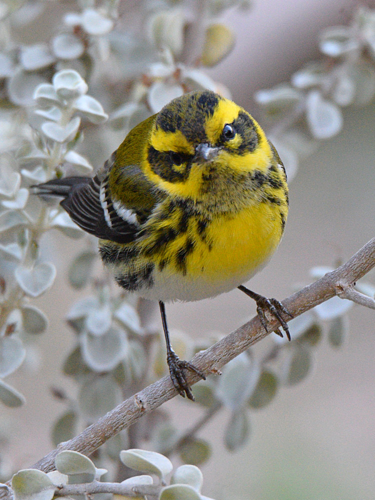 TownsendWarbler3.jpg