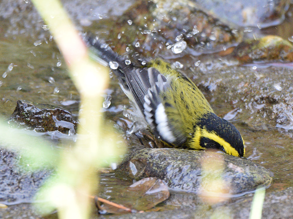 TownsendWarbler3.jpg