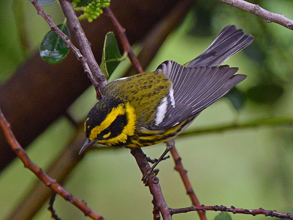 TownsendWarbler3.jpg