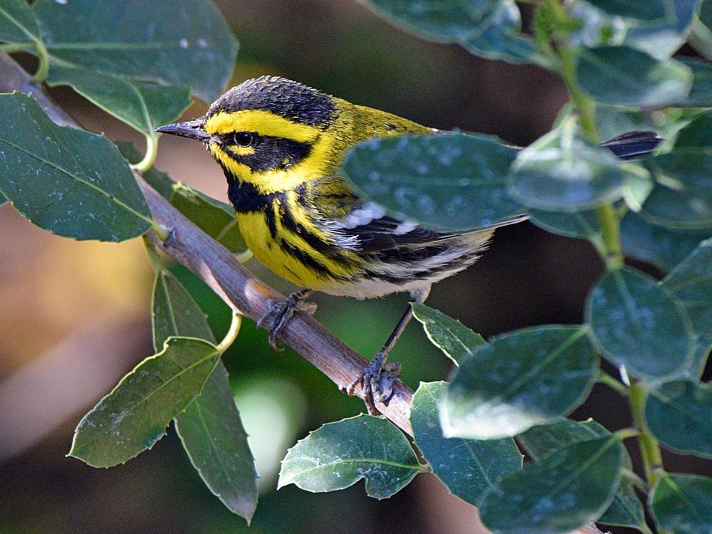 TownsendWarbler3.jpg