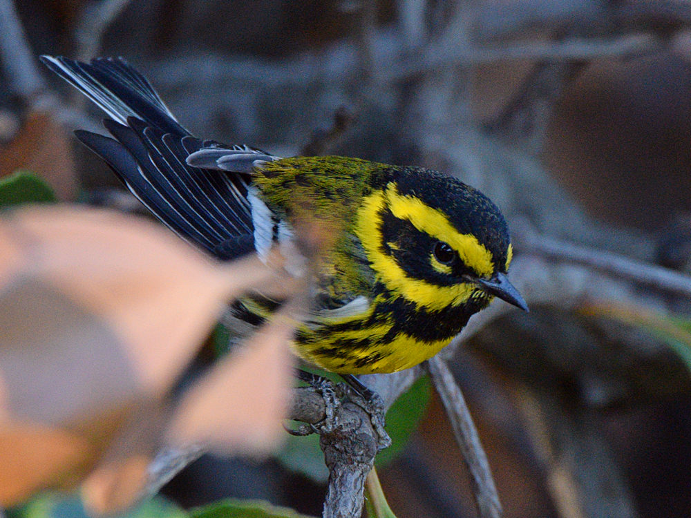 TownsendWarbler3.jpg