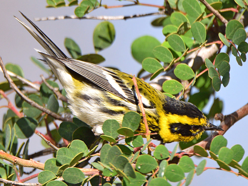 TownsendWarbler3.jpg