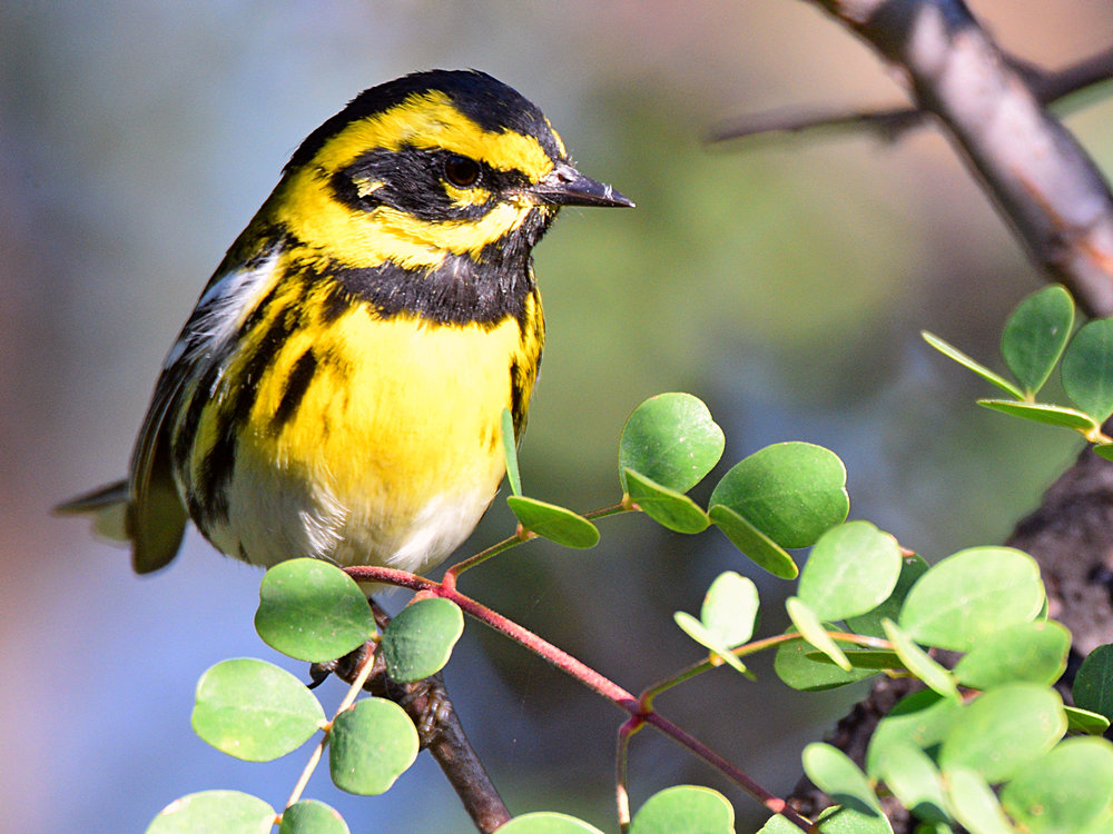 TownsendWarbler3.jpg