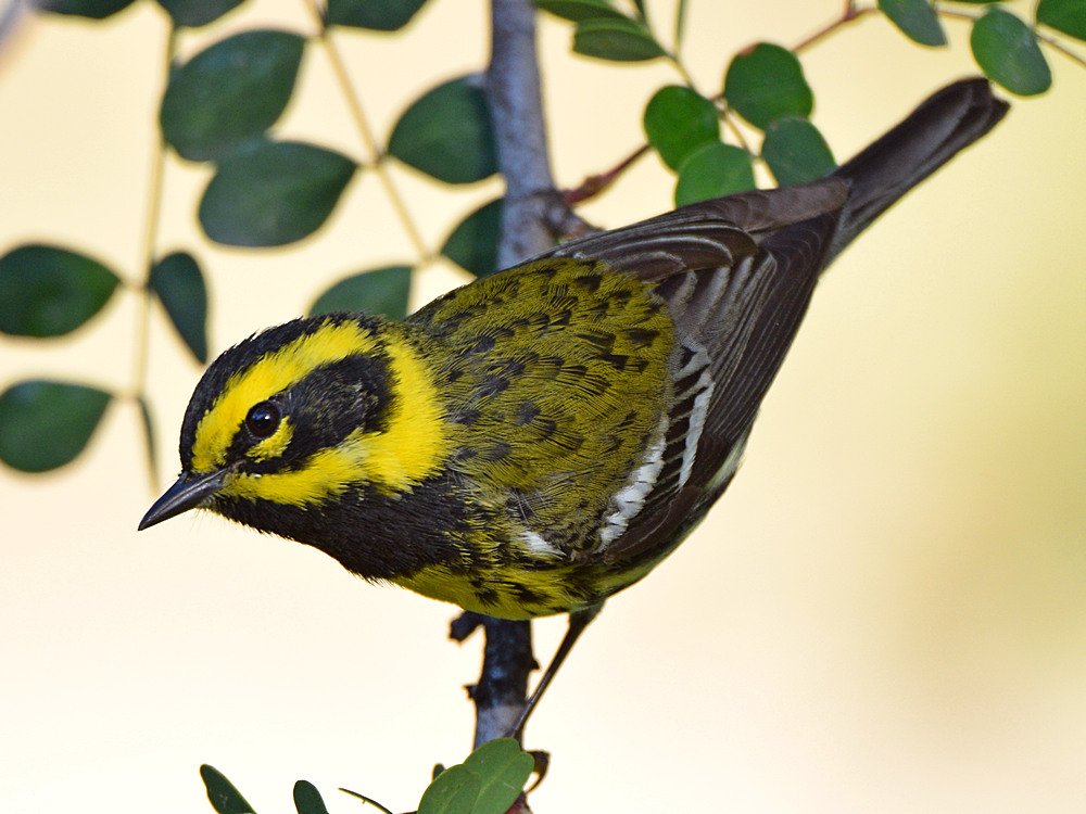 TownsendWarbler3.jpg