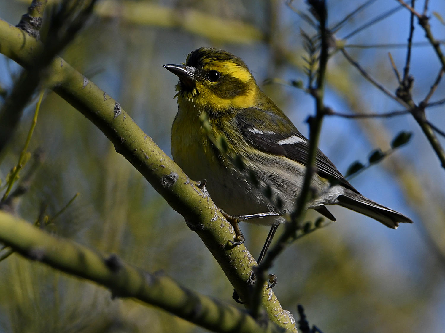 TownsendWarbler3.jpg