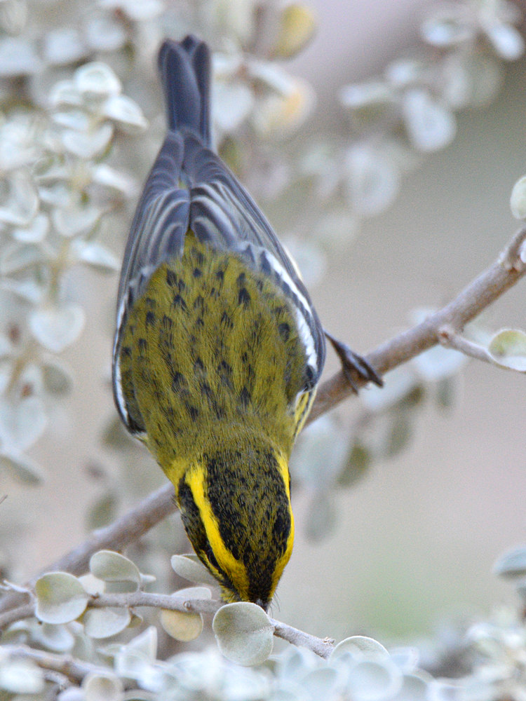 TownsendWarbler4.jpg