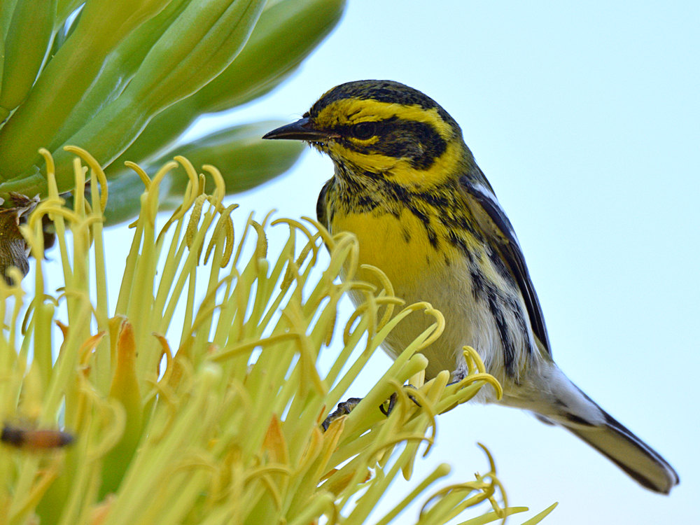 TownsendWarbler4.jpg