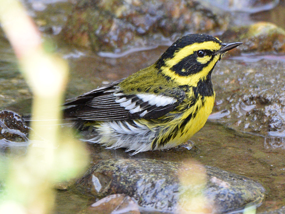 TownsendWarbler4.jpg