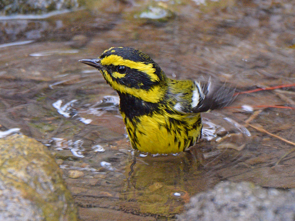 TownsendWarbler4.jpg