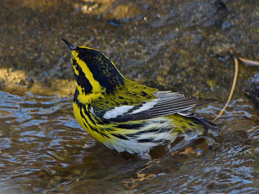 TownsendWarbler4.jpg