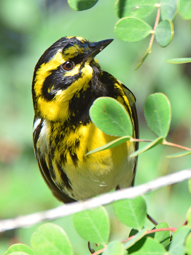 TownsendWarbler4.jpg