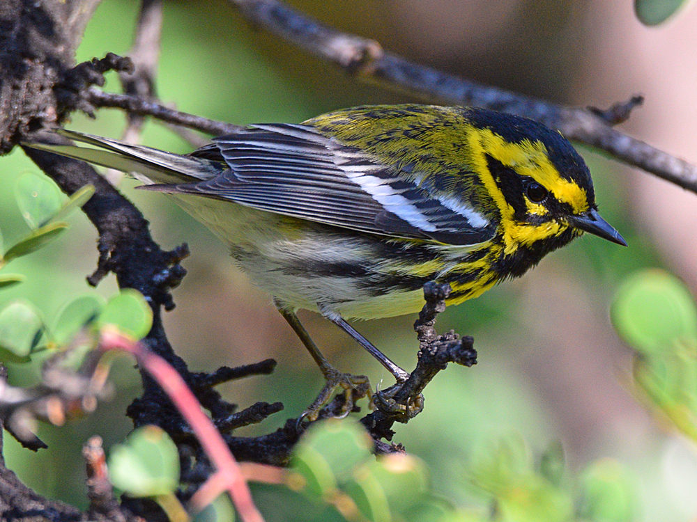 TownsendWarbler4.jpg