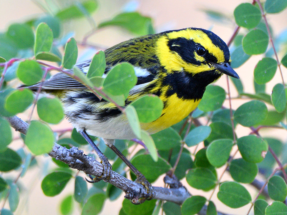 TownsendWarbler4.jpg
