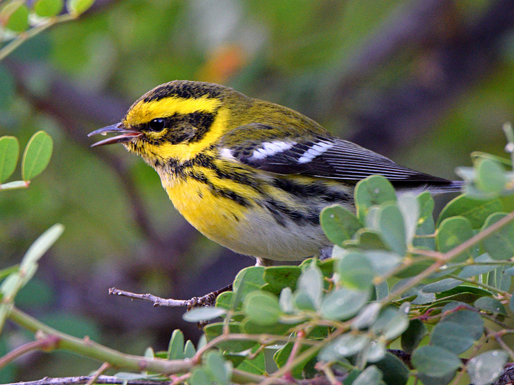 TownsendWarbler5.jpg