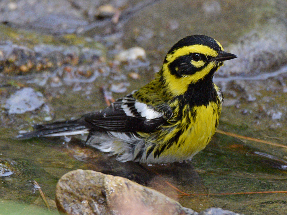 TownsendWarbler5.jpg