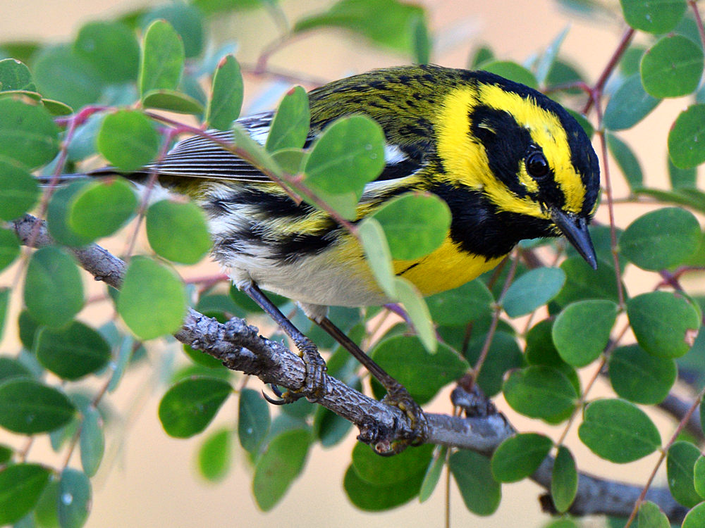 TownsendWarbler5.jpg
